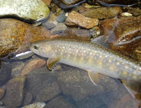 九頭竜川水系でイワナ釣り